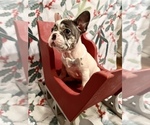 Small Photo #2 French Bulldog Puppy For Sale in CHIEFLAND, FL, USA