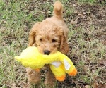 Small #5 Goldendoodle