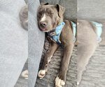 Small #1 Mutt