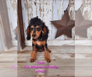 Poodle (Miniature) Puppy for Sale in SHIPSHEWANA, Indiana USA