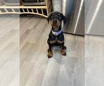 Small #14 Doberman Pinscher