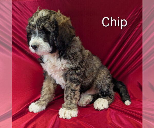 Medium Photo #1 Bernedoodle Puppy For Sale in CANON CITY, CO, USA