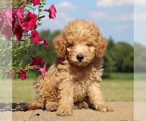 Goldendoodle-Poodle (Miniature) Mix Puppy for sale in PARADISE, PA, USA