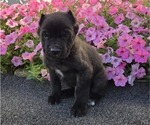 Puppy Cooper Cane Corso