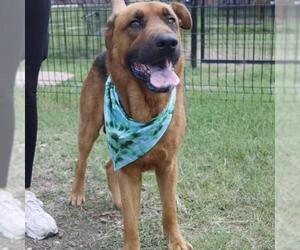 German Shepherd Dog-Unknown Mix Dogs for adoption in San Antonio, TX, USA