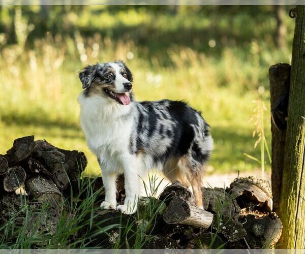 Medium Photo #9 Australian Shepherd Puppy For Sale in LODA, IL, USA