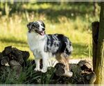 Small #8 Australian Shepherd