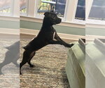 Small #2 American Pit Bull Terrier Mix