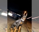 Small Photo #12 Doberman Pinscher Puppy For Sale in PALMDALE, CA, USA