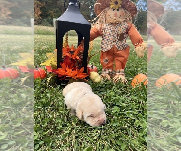 Medium Photo #9 Labrador Retriever Puppy For Sale in NEOLA, WV, USA
