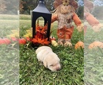 Small Photo #9 Labrador Retriever Puppy For Sale in NEOLA, WV, USA