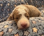 Puppy clover Bernedoodle (Miniature) (+ Poodle Miniature)