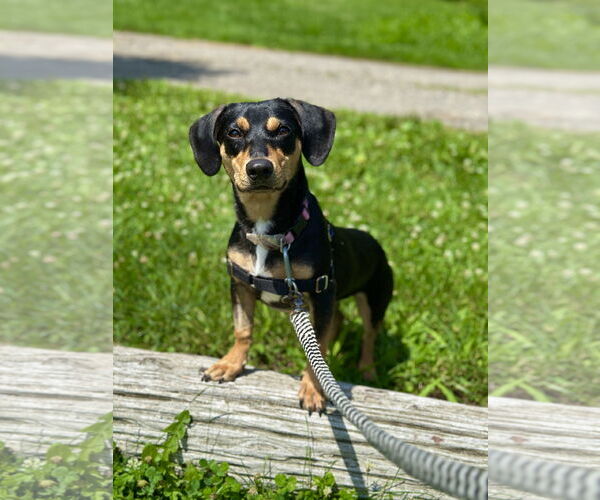 Medium Photo #5 Doxle Puppy For Sale in West Cornwall, CT, USA
