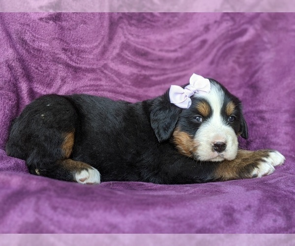 Medium Photo #5 Bernese Mountain Dog Puppy For Sale in DELTA, PA, USA
