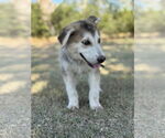 Small #6 German Shepherd Dog Mix