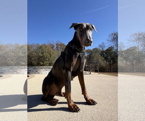 Doberman Pinscher Dogs for adoption in Greenville, SC, USA