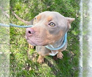American Pit Bull Terrier Dogs for adoption in Dublin, OH, USA