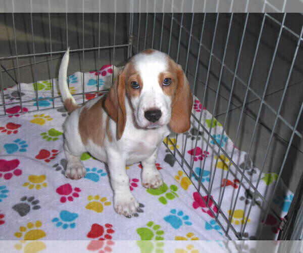 Medium Photo #1 Beagle Puppy For Sale in ORO VALLEY, AZ, USA
