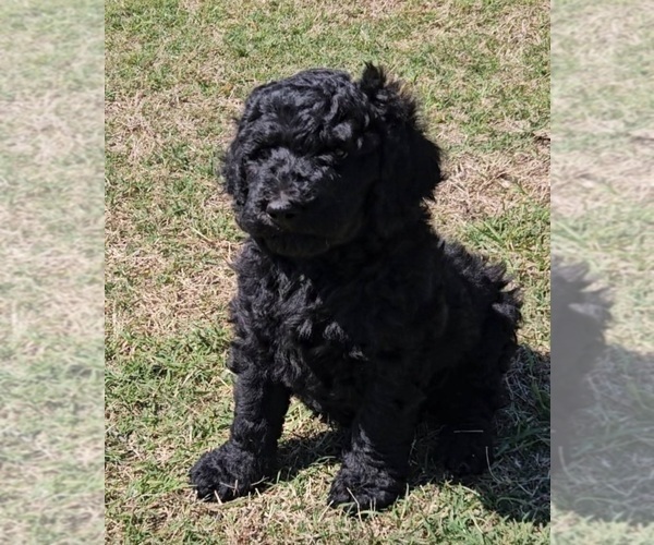 Medium Photo #1 Goldendoodle mix (+ Poodle Standard) Puppy For Sale in TARBORO, NC, USA