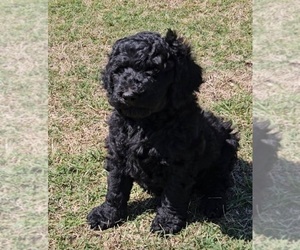 Goldendoodle mix (+ Poodle Standard) Puppy for Sale in TARBORO, North Carolina USA