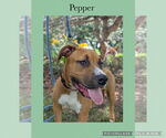 Small #1 American Pit Bull Terrier-Labrador Retriever Mix