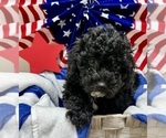 Small #4 ShihPoo