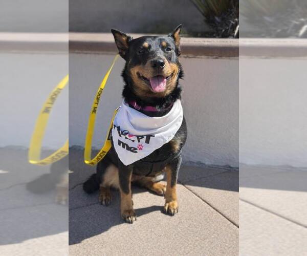Medium Photo #2 Australian Kelpie-Unknown Mix Puppy For Sale in Santa Maria, CA, USA