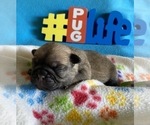 Puppy 2 Pug