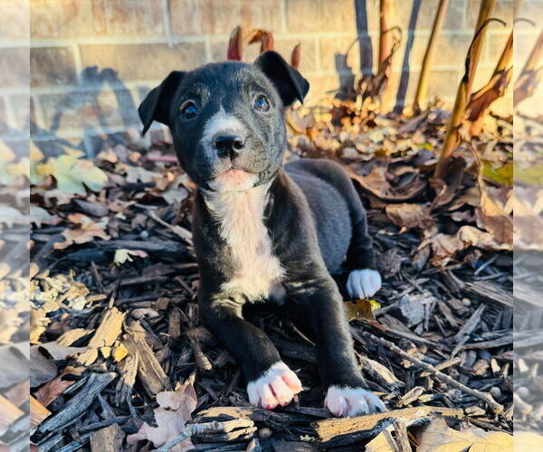 Medium Photo #7 Aussie Pyrenees Puppy For Sale in Claremore, OK, USA