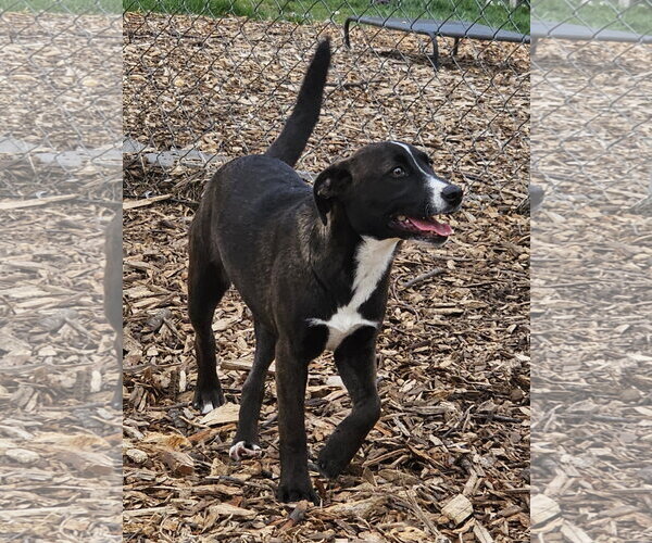 Medium Photo #6 - Mix Puppy For Sale in Bloomingdale, NJ, USA