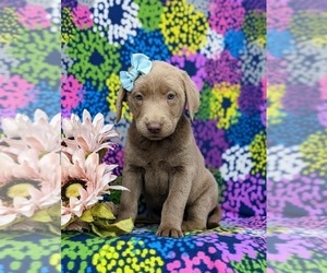 Labrador Retriever Puppy for sale in KINZERS, PA, USA