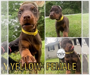 Doberman Pinscher Puppy for sale in LAFAYETTE, TN, USA