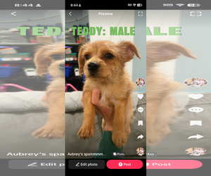 Mutt Dogs for adoption in Spring Lake, NJ, USA