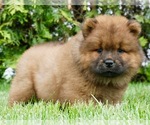 Small #2 Chow Chow