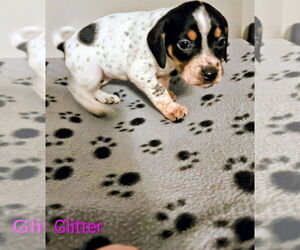 Rat Terrier Mix Dog for Adoption in Forest, Virginia USA