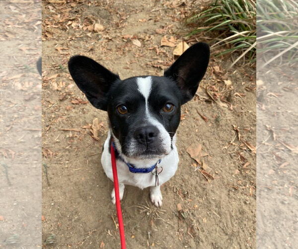 Medium Photo #6 Boston Terrier-Unknown Mix Puppy For Sale in Huntington Beach, CA, USA