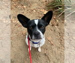 Small #5 Boston Terrier Mix