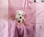 Puppy Sara West Highland White Terrier