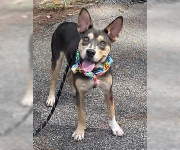 Medium Photo #5 Australian Kelpie-Unknown Mix Puppy For Sale in Shillington, PA, USA