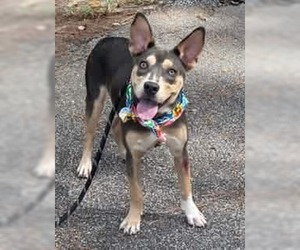 Delta - Female Australian Kelpie-Unknown Mix Dog for Adoption - Photo #5
