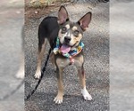 Small Photo #5 Australian Kelpie-Unknown Mix Puppy For Sale in Shillington, PA, USA
