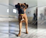 Small #1 Mutt