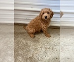Small #6 Goldendoodle (Miniature)
