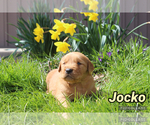 Puppy Jocko Golden Retriever