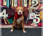 Small American Pit Bull Terrier