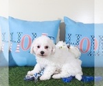 Small #1 Bichon Frise