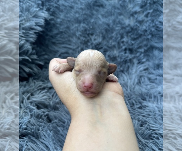 Medium Photo #1 Poodle (Toy) Puppy For Sale in JEFFERSONVILLE, IN, USA