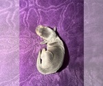 Puppy Niko Dachshund