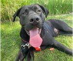 Small #1 Labrador Retriever Mix