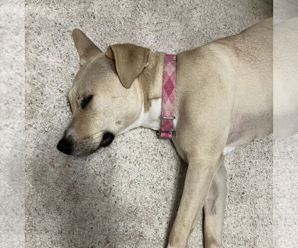 Medium Photo #34 American Pit Bull Terrier-Unknown Mix Puppy For Sale in Fargo, ND, USA